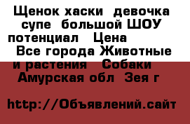 Щенок хаски, девочка супе, большой ШОУ потенциал › Цена ­ 50 000 - Все города Животные и растения » Собаки   . Амурская обл.,Зея г.